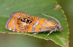 Attēlu rezultāti vaicājumam “Olethreutes arcuella”