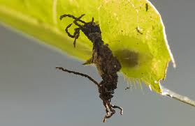 Image result for insect poop