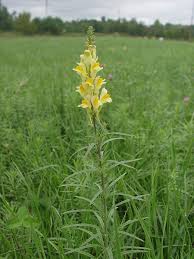 Attēlu rezultāti vaicājumam “Linaria vulgaris flower”