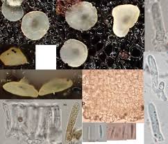 Attēlu rezultāti vaicājumam “Hyalorbilia inflatula”