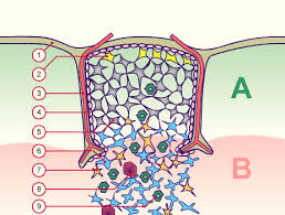 Image result for Thymus