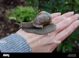 Attēlu rezultāti vaicājumam “Helix pomatia”