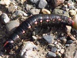 Attēlu rezultāti vaicājumam “Hyles gallii imago”