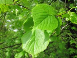 Attēlu rezultāti vaicājumam “Ulmus glabra leaf”
