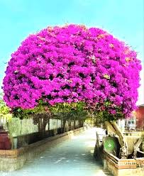 Image result for bougainvillea