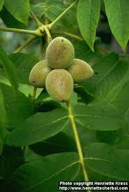Attēlu rezultāti vaicājumam “Juglans ailanthifolia”