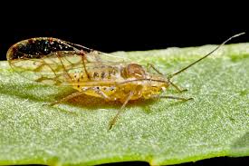 Attēlu rezultāti vaicājumam “Melilotus wolgicus”