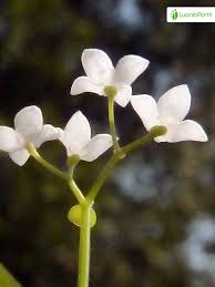 Attēlu rezultāti vaicājumam “Galium elongatum flower”