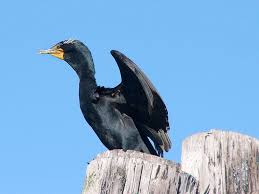 Image result for Phalacrocorax auritus
