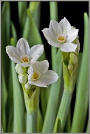 Attēlu rezultāti vaicājumam “Narcissus bud”