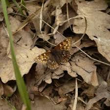 Attēlu rezultāti vaicājumam “Hamearis lucina upperside”