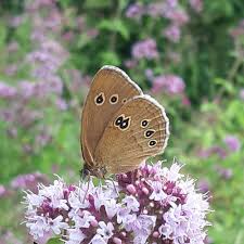 Attēlu rezultāti vaicājumam “Aphantopus hyperantus”