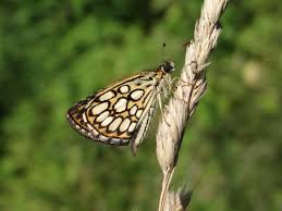 Attēlu rezultāti vaicājumam “Heteropterus morpheus”
