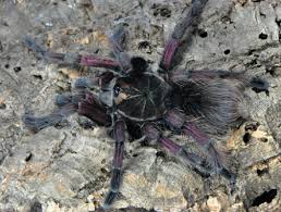 Attēlu rezultāti vaicājumam “Belbodamaeus sp.”