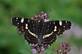 Attēlu rezultāti vaicājumam “Araschnia levana”