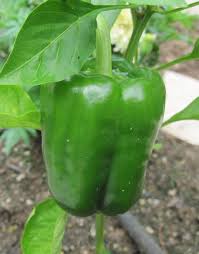 Afbeeldingsresultaat voor california wonder 300 sweet pepper