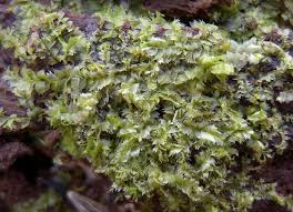 Attēlu rezultāti vaicājumam “Lophocolea minor”