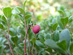 Attēlu rezultāti vaicājumam “Arctostaphylos uva-ursi fruit”