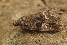 Attēlu rezultāti vaicājumam “Protodeltote pygarga”