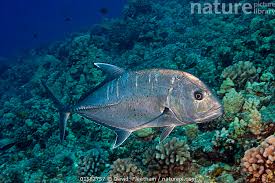 Image result for Caranx ignobilis