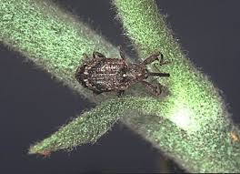 Attēlu rezultāti vaicājumam “Anthonomus pomorum”