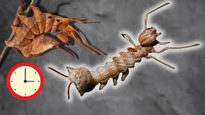 Attēlu rezultāti vaicājumam “Stauropus fagi”