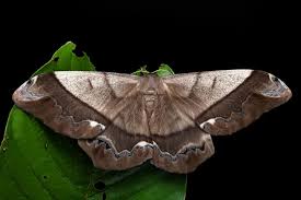 Attēlu rezultāti vaicājumam “Saturniidae”