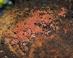 Attēlu rezultāti vaicājumam “Arcyria minuta stalked”