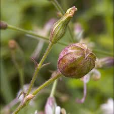 Attēlu rezultāti vaicājumam “Silene viscaria fruit”