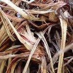 Attēlu rezultāti vaicājumam “Carex digitata fruit”