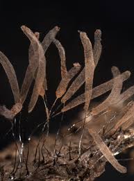 Attēlu rezultāti vaicājumam “Stemonitis lignicola”