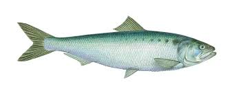 Image result for Alosa fallax