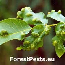 Attēlu rezultāti vaicājumam “Eriophyes padi”