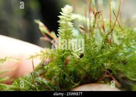 Attēlu rezultāti vaicājumam “Plagiothecium denticulatum”