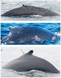 Image result for Balaenoptera physalus