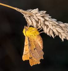 Attēlu rezultāti vaicājumam “Ennomos alniaria”