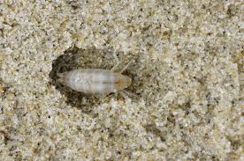 Attēlu rezultāti vaicājumam “Talitrus saltator”