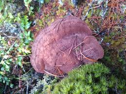 Attēlu rezultāti vaicājumam “Onnia triquetra”