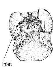 Attēlu rezultāti vaicājumam “Craspedosoma rawlinsi”