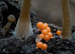 Attēlu rezultāti vaicājumam “Comatricha tenerrima young”