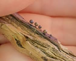 Attēlu rezultāti vaicājumam “Hemitrichia decipiens young”