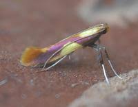 Attēlu rezultāti vaicājumam “Caloptilia alchimiella”