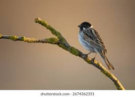 Attēlu rezultāti vaicājumam “Emberiza schoeniclus male”
