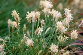 Attēlu rezultāti vaicājumam “Carex x bakkeriana”