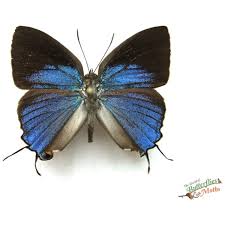 Attēlu rezultāti vaicājumam “Cyaniris semiargus underside”
