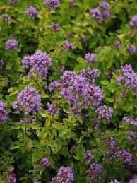 Attēlu rezultāti vaicājumam “Origanum vulgare”