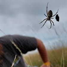 Attēlu rezultāti vaicājumam “Argiope bruennichi female”