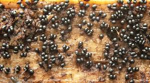 Attēlu rezultāti vaicājumam “Metatrichia floriformis”