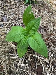 Attēlu rezultāti vaicājumam “Galeopsis tetrahit leaf”