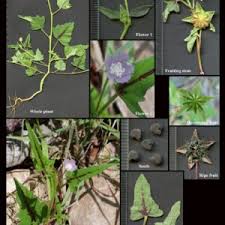 Attēlu rezultāti vaicājumam “Malvaceae”